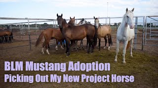 BLM MUSTANG ADOPTION  Picking Out My New Project Horse [upl. by Yekcor]