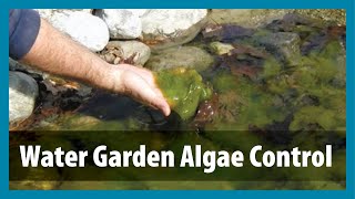 Water Gardens  Algae Control  Algae Treatment for Ponds [upl. by Mitchell]