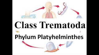 Class Trematoda  Life cycle of Liver Fluke  Phylum Platyhelminthes [upl. by Elladine]