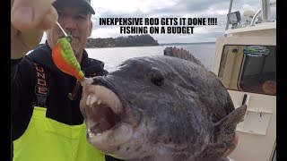 BLACKFISH TAUTOG ROD ON A BUDGET  NICE FISH [upl. by Dammahom]