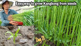 Easy ways to grow Kangkung from seeds  growing water convolvulus by NY SOKHOM [upl. by Porty]