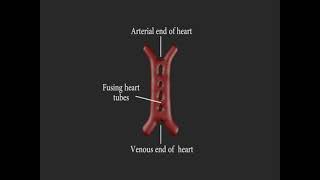 Embriología cardiovascular resumen [upl. by Anyah]