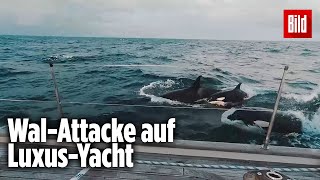 30 Orcas greifen LuxusJacht im Mittelmeer an [upl. by Eitsyrk]