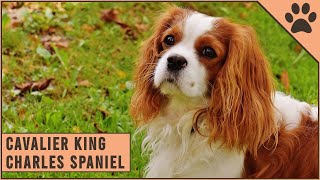 Cavalier King Charles Spaniel  Dog Breed Information [upl. by Kaylyn]