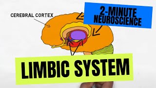 2Minute Neuroscience Limbic System [upl. by Uuge934]