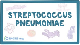 Streptococcus pneumoniae  an Osmosis Preview [upl. by Rocca662]