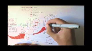 Digestive System Physiology Overview [upl. by Nerhtak]