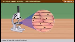 Scienze1osservazione al microscopio ottico delle cellule di una cipolla [upl. by Ettenhoj]