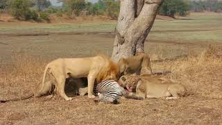 SPECTACULAR KILL  LIONS EAT ZEBRA ALIVE [upl. by Isaac]