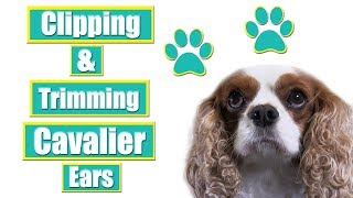 Grooming Cavalier King Charles Spaniel Ears [upl. by Robinia]