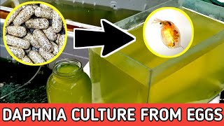 HOW TO HATCH DAPHNIA EGGS  HOW TO CULTURE DAPHNIA [upl. by Aseena]