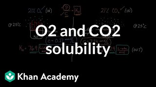 O2 and CO2 solubility  Respiratory system physiology  NCLEXRN  Khan Academy [upl. by Rori128]