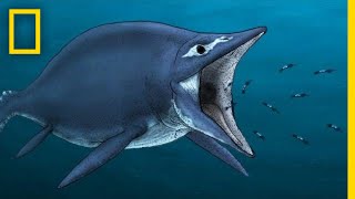 Ichthyosaurs 101  National Geographic [upl. by Richards]