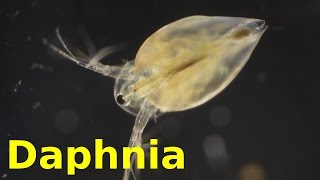 Daphnia [upl. by Rehpotsirhcnhoj896]