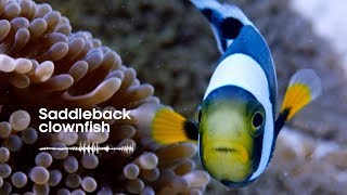 Fish Sounds Do fish talk to each other  BBC Earth Explore [upl. by Wini]