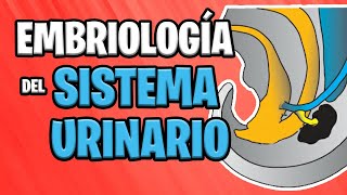 ✅ EMBRIOLOGÍA del SISTEMA URINARIO 💦🚽  Sistema UROGENITAL [upl. by Yragerg]