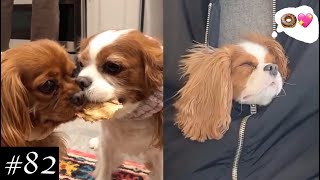 Meet Cavalier King Charles Spaniel Compilation  Dogs Videos [upl. by Ahsenyl414]