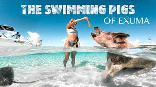 Swimming Pigs of Exuma Bahamas  Pig Island [upl. by Suoirrad]