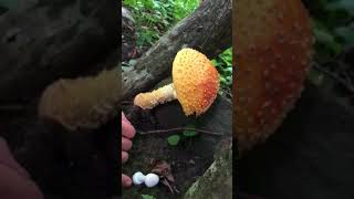 How to identify amanita muscaria [upl. by Yenetruoc]