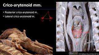 Larynx and Pharynx  Laryngeal Muscles [upl. by Magbie]