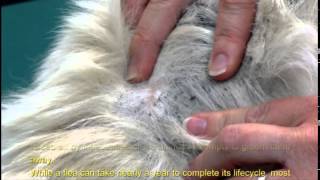 Facts about Fleas [upl. by Muncey]