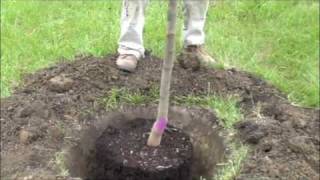 How to plant a potted tree [upl. by Yokum]