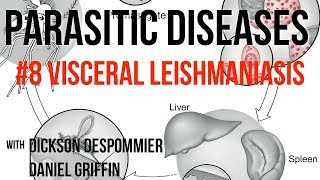 Parasitic Diseases Lectures 8 Visceral Leishmaniasis [upl. by Anad56]