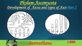 Development of Ascus and types of Asci PhylumAscomycotaPart 2 [upl. by Fiden]