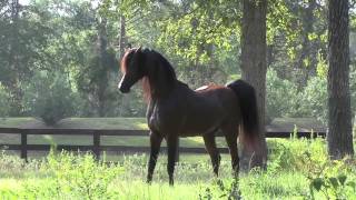 Arabian Stallion Marwan Al Shaqab [upl. by Ibloc839]