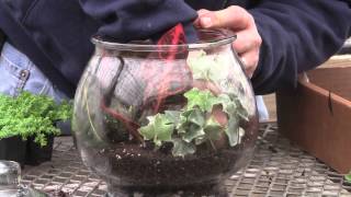 How to Plant a Glass Jar Terrarium [upl. by Waly924]