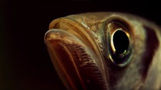 A Fish that Shoots its Prey  Weird Nature  BBC Earth [upl. by Isidro]