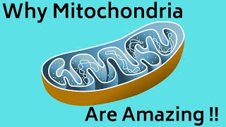 Mitochondria Function [upl. by Fabron]