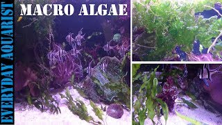 How To Grow Marine Macro Algae  Planted Saltwater Aquarium [upl. by Weisberg971]