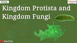 Kingdom Protista and Kingdom Fungi  Class 11 Biology  iKen [upl. by Irat]