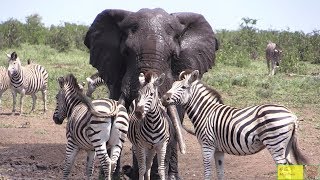 Watch Beautiful Elephant And Zebra Friendship [upl. by Anagrom508]