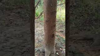 mahogany plant growth after 8 years shivashakti mahogany tone महोगनी [upl. by Yzzik764]