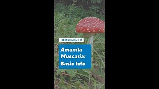 Amanita Muscaria Basic Info [upl. by Routh]