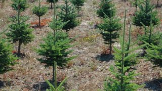 How to Start a Christmas Tree Farm [upl. by Nuyh]