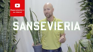 All you need to know about Sansevieria Snake Plant [upl. by Lucier]