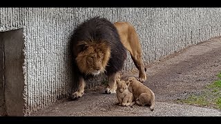 Første kuld løveunger møder deres far  Copenhagen Zoo [upl. by Lam]