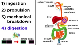 The Digestive System [upl. by Hux656]