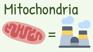 Mitochondria Structure amp Functions [upl. by Waneta]