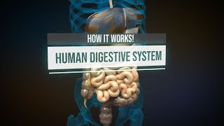 Human digestive system  How it works Animation [upl. by Enayr]