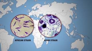 KILLER DISEASES  Leishmaniasis Around the World [upl. by Kaleena494]