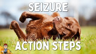 What to Do When Your Dog has a Seizure [upl. by Monro579]