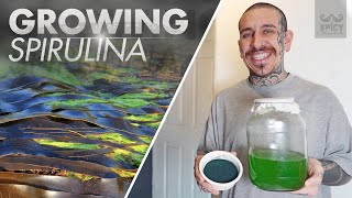 How to Grow your own Algae at Home  Spirulina [upl. by Tad]