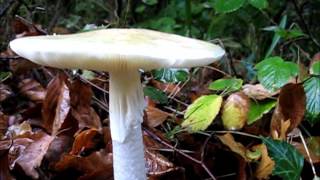 Amanita phalloides  The death cap [upl. by Arreik]