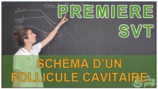 Schéma dun follicule cavitaire  SVT  1ère S  Les Bons Profs [upl. by Muldon]