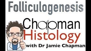 3 Min Histology  Folliculogenesis [upl. by Anirtal609]