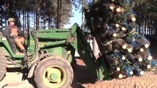 Christmas Tree Harvest at Dutchman Tree Farms [upl. by Eileek]